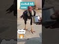 Kodi Punju 50000 Kodi Punjulu