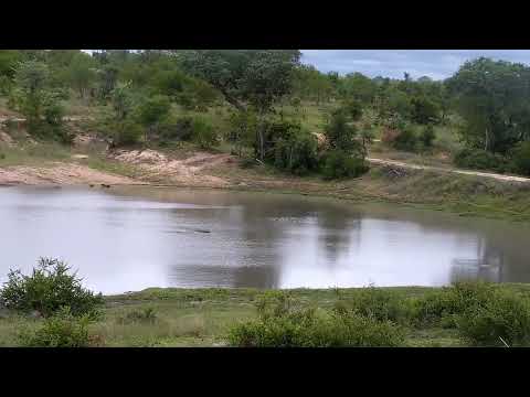 Djuma: Hippo and then Terrapin - 14:44 - 11/27/2022