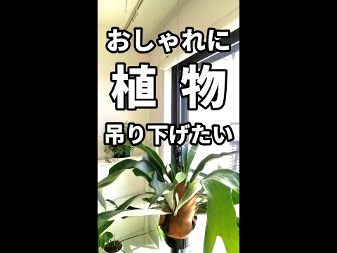 吊り下げ植物のカーテン屋外観賞用多肉植物セダム モルガニアナム