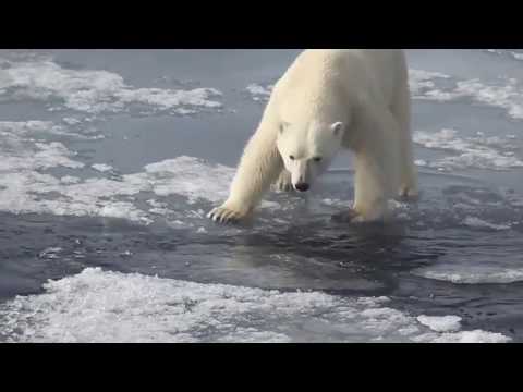 Estimate Arctic Sea Ice Endurance with TWIST.