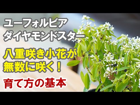 園芸 ユーフォルビア ダイヤモンドフロスト