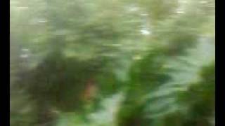 the eden project waterfall by ELLIS LAKE &amp; ALISON VALENTINE