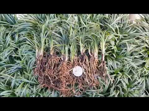 Dwarf Mondo Grass Trays