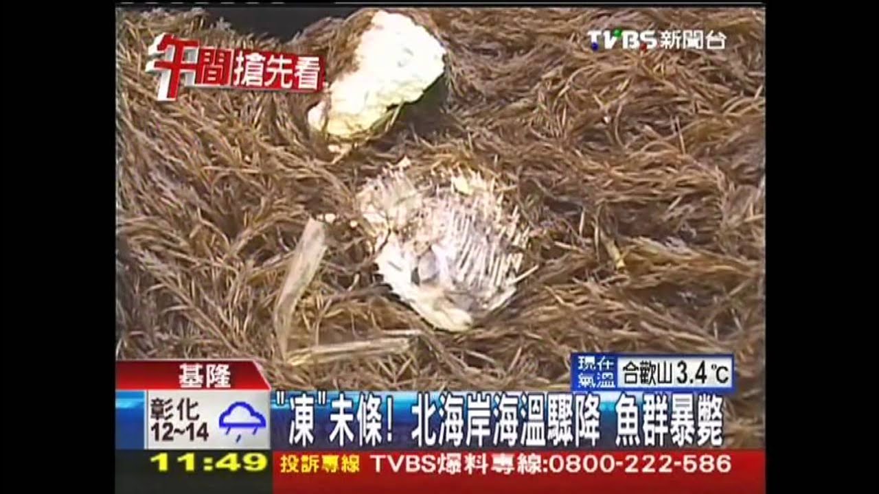 「凍」未條!北海岸海溫驟降 魚群暴斃