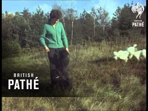 Circus Animals  (1962)