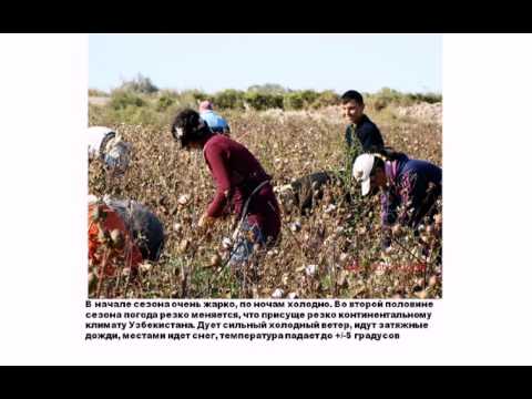 cotton season 2011 (rus)
