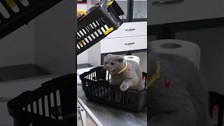 Patisini Çekmeye İkna Edemedik