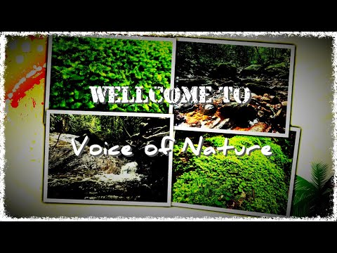 Welcome To Voice Of Nature, The YouTube Channel That Brings You Closer To The Natural World.