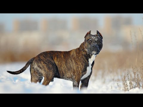 Jo-Malio - Опомнись Молодой