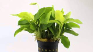 Download lagu Anubias nana Gold - Aquarium Plant for Beginners mp3
