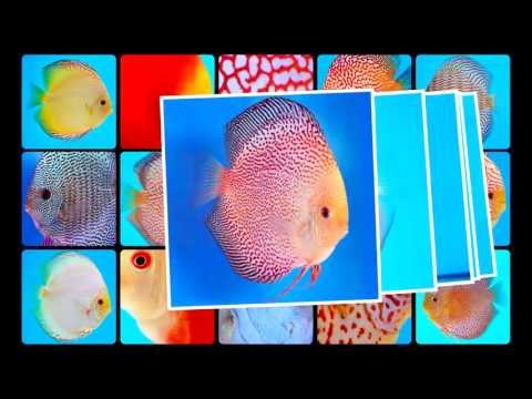 Tropical Discus Fish