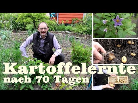 Kartoffelrundgang Juni Ernte nach 70 Tagen und viele Experimente und Vergleiche