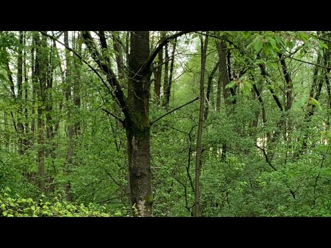 Wald der Achtsamkeit 🌳🌿☀️ geführte Meditation