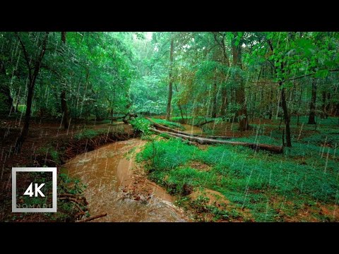 ASMR FOREST AT NIGHT - Crickets Owls Rain Wind in Trees - Relax Study Sleep De-Stress 100% RELAX