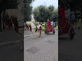 Festival Of Italian Shorts Horses Italy Traditions