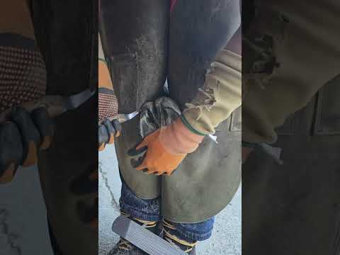 Hufbearbeitung Lusitano, Hufe, Huforthopädie, physical hoof trimming