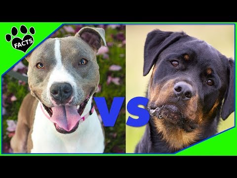 Rottweiler vs American Pit Bull Terrier - Which Is Better? Dog vs Dog
