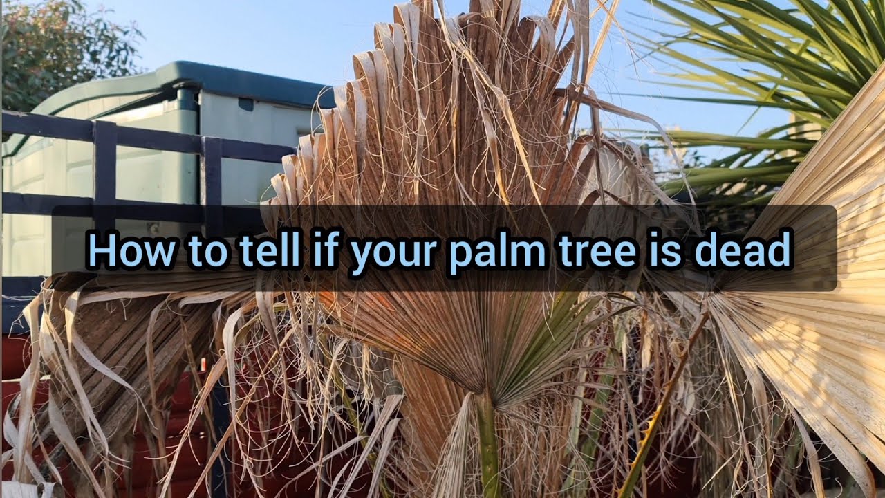 Do palm plants die in winter? Tipseri