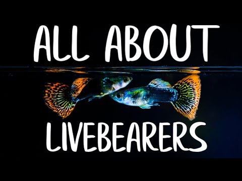 YouTube video about: What is a livebearer fish?