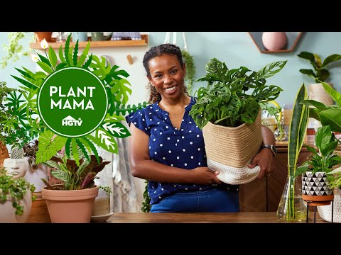 How to Save a Dying Houseplant | Plant Mama
