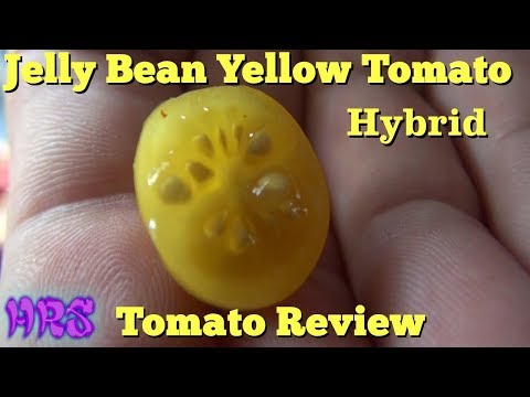 , title : '⟹ Jelly Bean Yellow Tomato | Solanum lycopersicum | tomato review 2018'