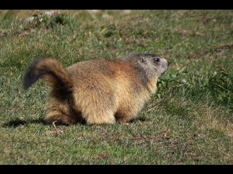 pourquoi la marmotte hiberne