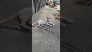 Download lagu Whisker while you work.'#cat mp3