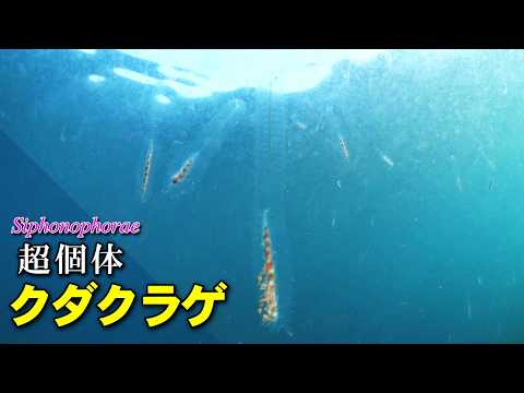 クダクラゲの水中映像。