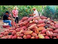 Cocoa Fruit Harvesting Cocoa Bean Processing Cocoa Processing To Make Chocolate In Factory
