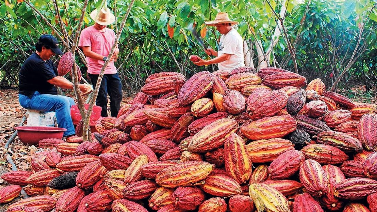 Cocoa Fruit Harvesting - Cocoa bean Processing - Cocoa Processing To Make Chocolate in Factory