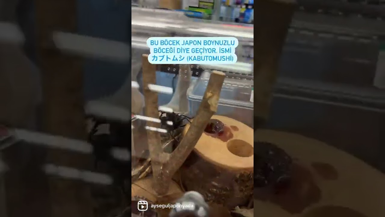 Japonya’da Meşhur Evcil Hayvanı Böcek