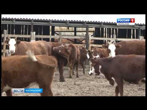 Вести «Калмыкия»: итоги недели от 11.06.2017