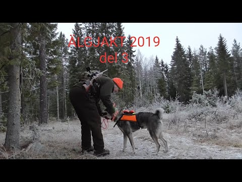 Älgjakt 2019 del 3