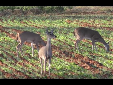 Doe Hunting Strategies for Private Land Deer Hunters