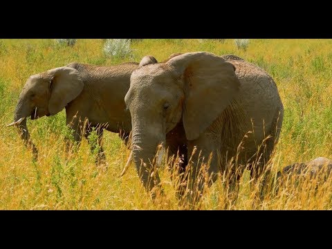 Artificial intelligence putting an end to poaching