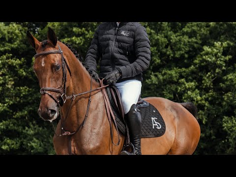 My Hawks Gemera - Profile