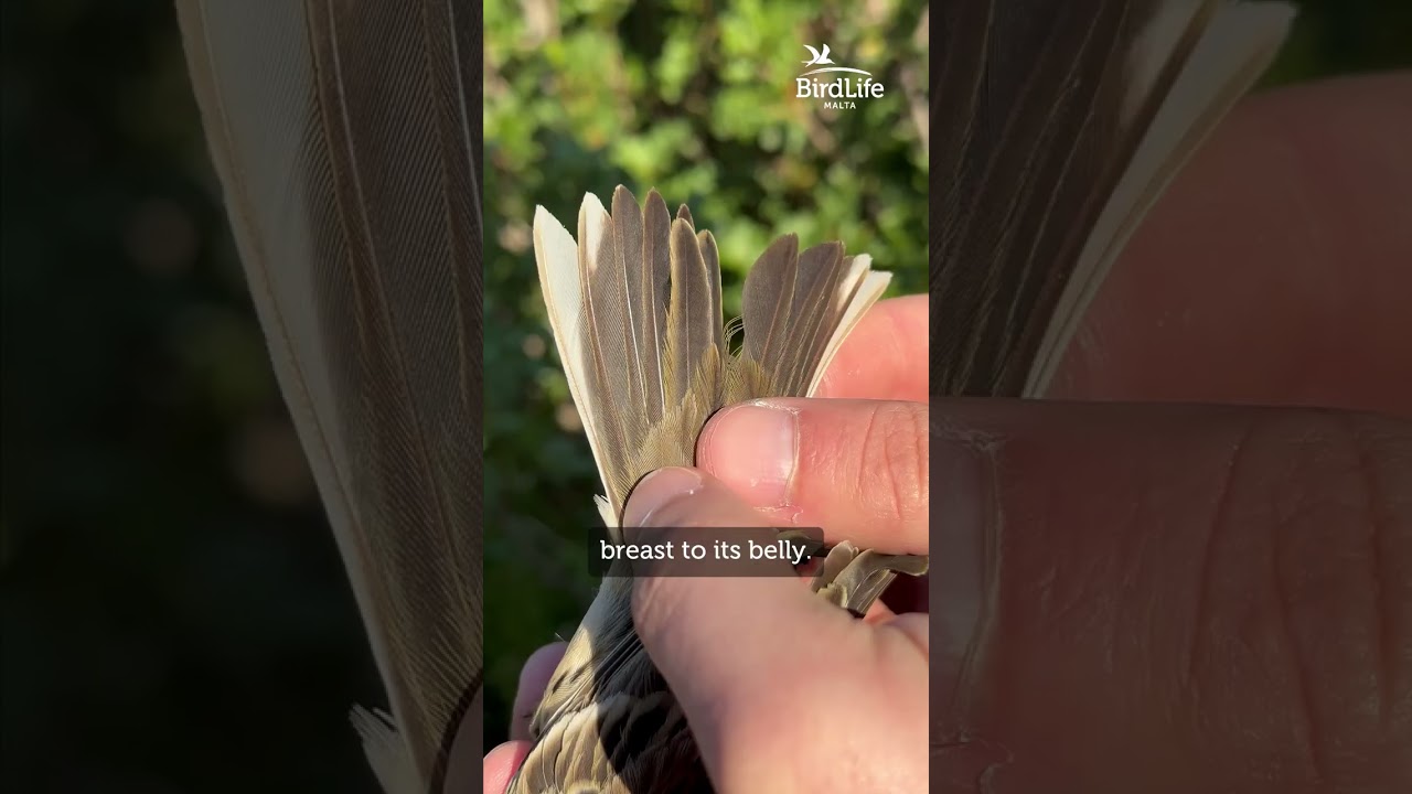 Why being called “pespus” is for the birds 🐦