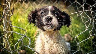 We Rescued an Abused Puppy with a Broken Heart