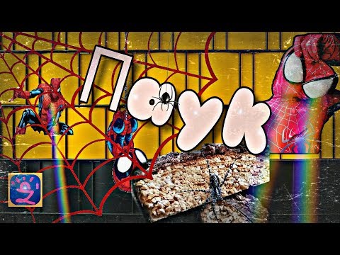 МОЙ СОСЕД #ПАУК|Мини ТРИЛЛЕР😱😟/#Spider is My neighbor | mini thriller