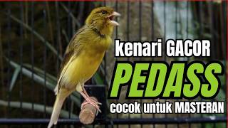 Download lagu Masteran KENARI GACOR ngeroll panjang,Cuit Cuit Emosi AMPUH bikin kenari nyaut ,Masteran MURAI BATU mp3