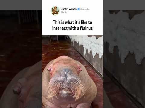 Interacting with a walrus be like