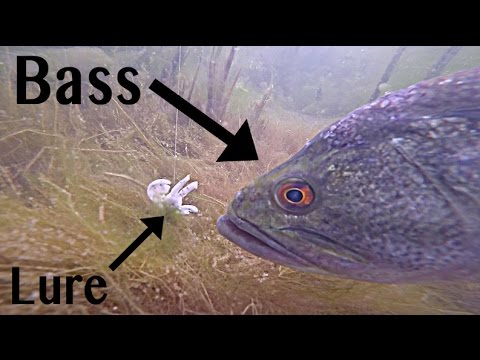 Bass Attack Lures GoPro Footage | Underwater Bass Fishing