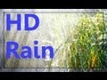 ☂ HD Rain Video - Watch Cold Lush Drops to Relax ☂ HD Rain Video - Watch Cold Lush Drops to Relax