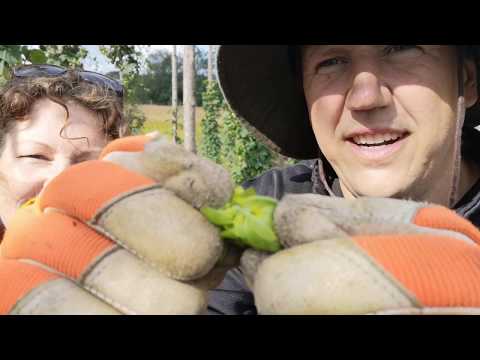 Humlesnack och skörd