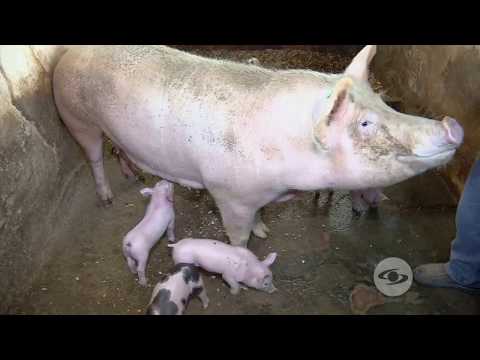 , title : 'Alternativas en la alimentación de cerdos | La Finca de Hoy'