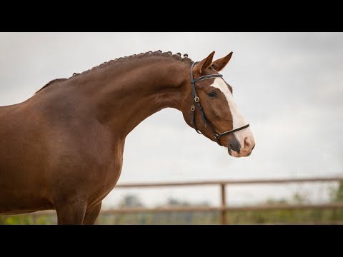 **SOLD** Piro free LusoWarmblood mare sired by Totilas (REF#607)