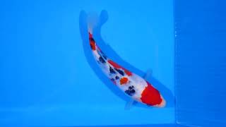 video van Meerstaps Sanke SA-V24-01311