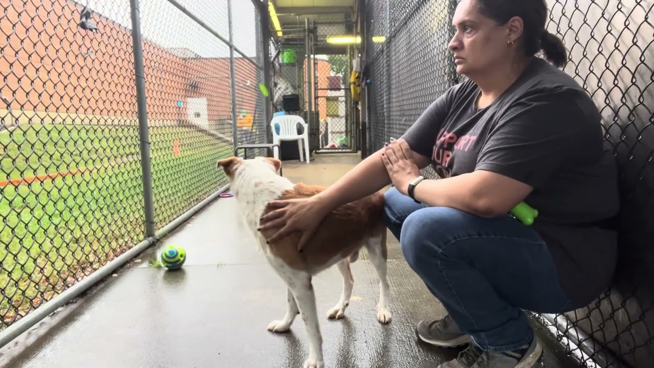 Enlarge Rockstar, a Adopted mixed breed in Chicago, IL video 5/5