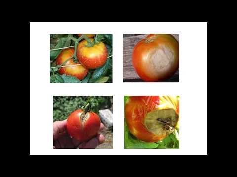 টমেটো (Tomato) উৎপাদন প্রযুক্তি