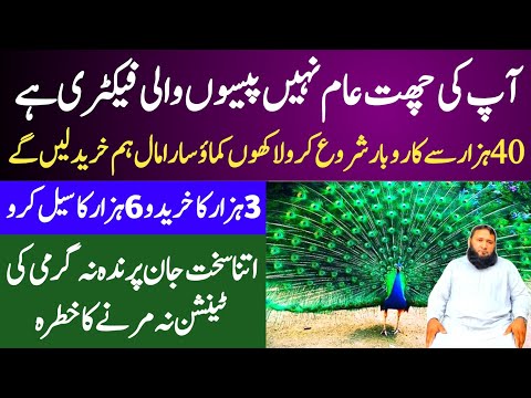 , title : 'Advance  Farming of Peacock in Pakistan | Farming Business In Pakistan'